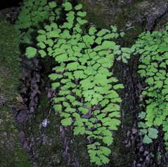 adiantum.capillisveneris.JPG (135207 bytes)