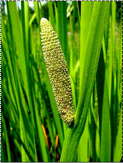 Color photo of sweet flag (Acorus calamus)