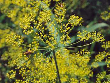 Anethum graveolens: Dill flower cluster